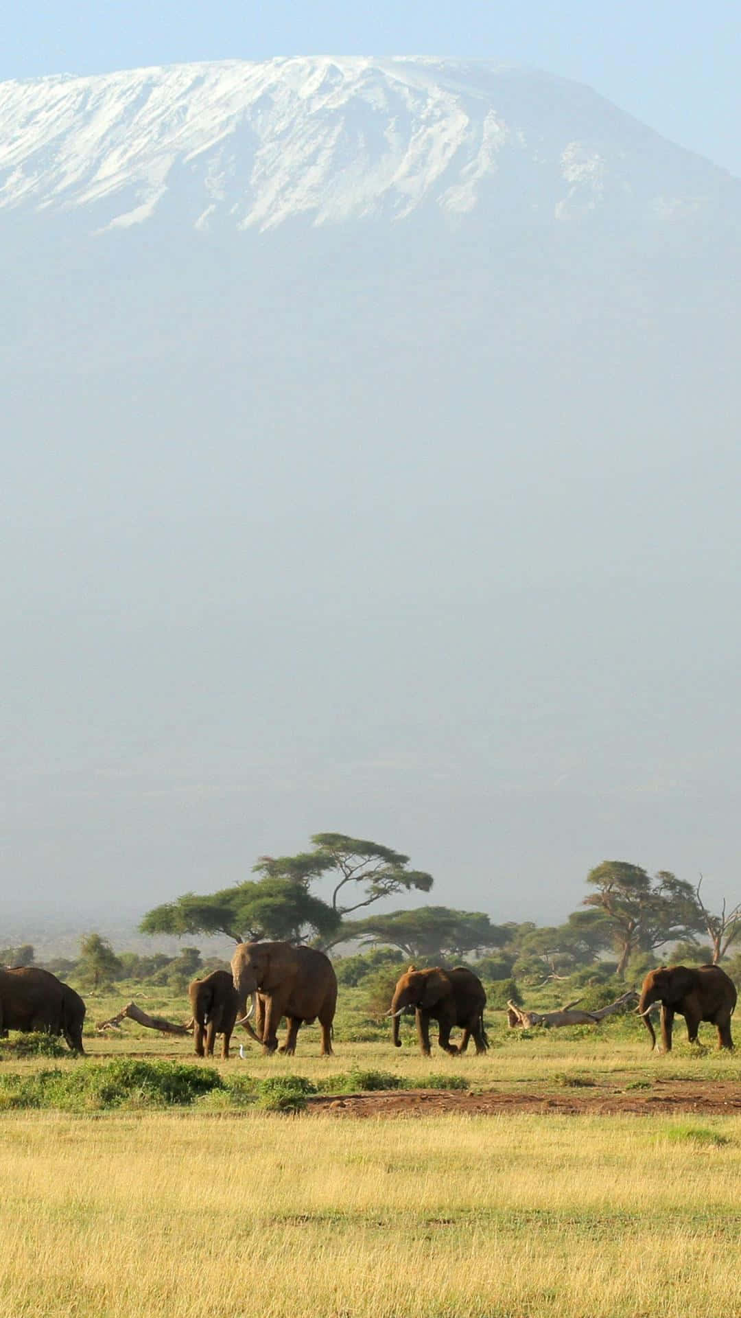 Majestic Wildlife at the Peak of Mount Kilimanjaro Wallpaper