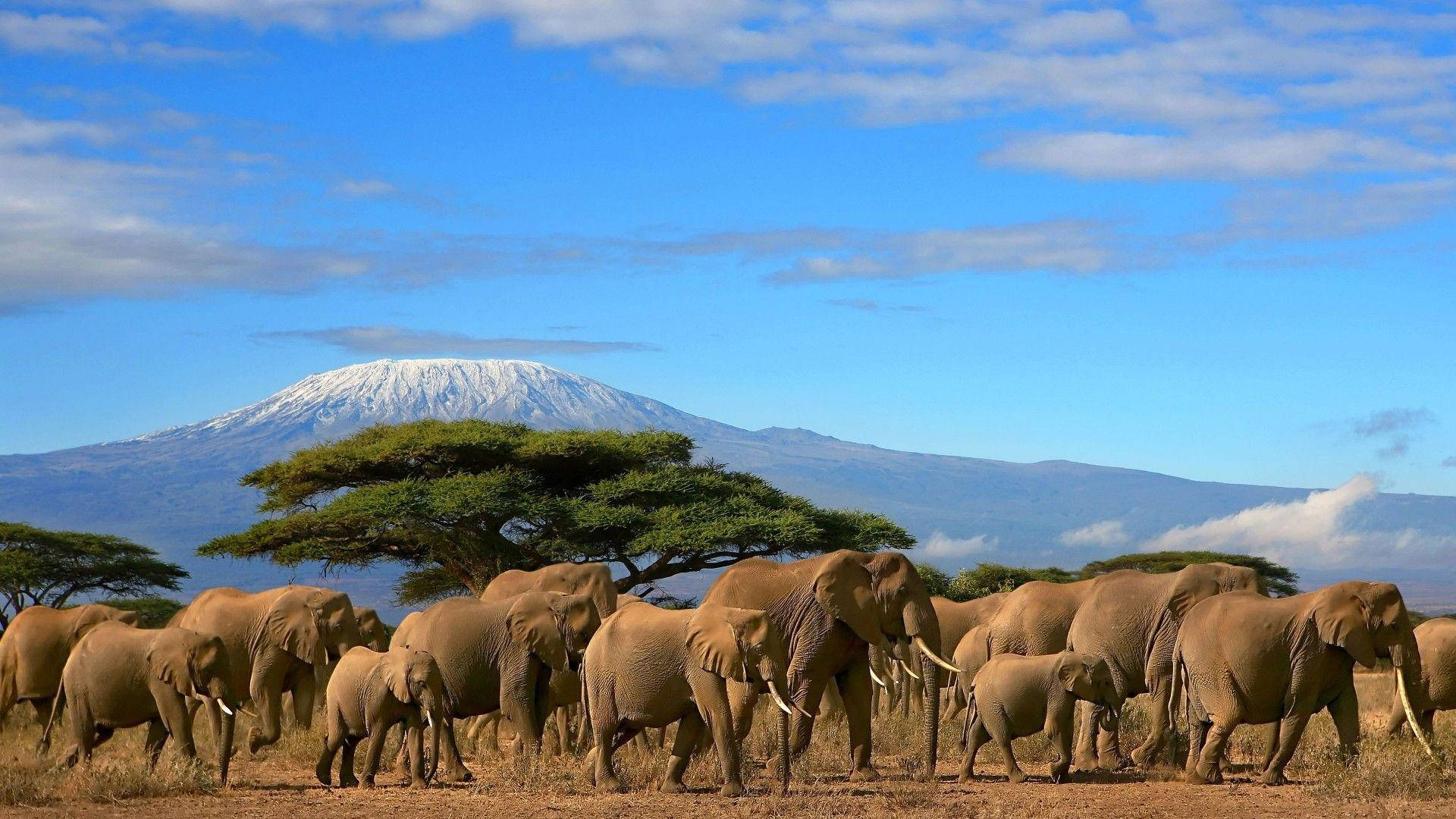 Wildlife Park In Kenya Africa Wallpaper