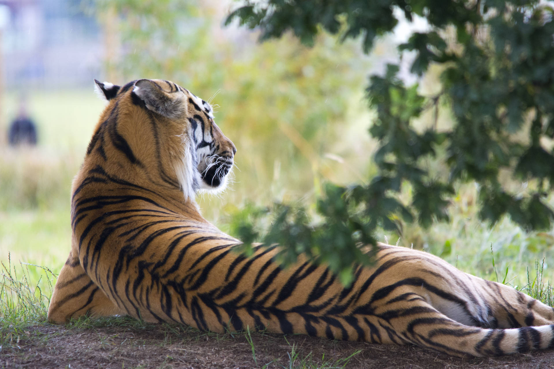 Wildlife Photography Tiger Hd Background