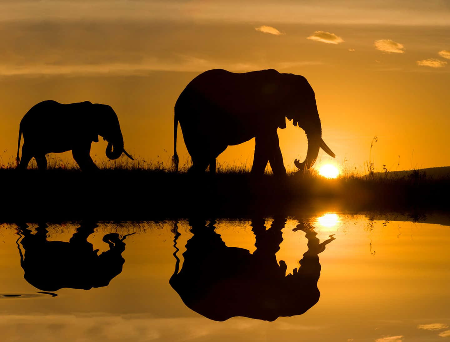 two elephants standing in the water Wallpaper