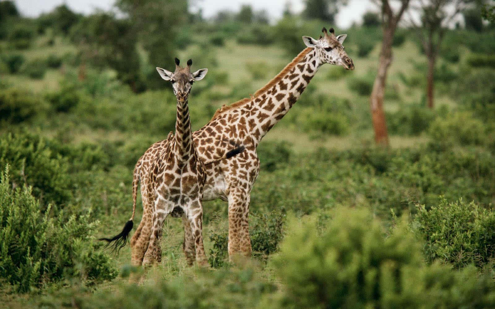 two giraffes standing in a field with trees
