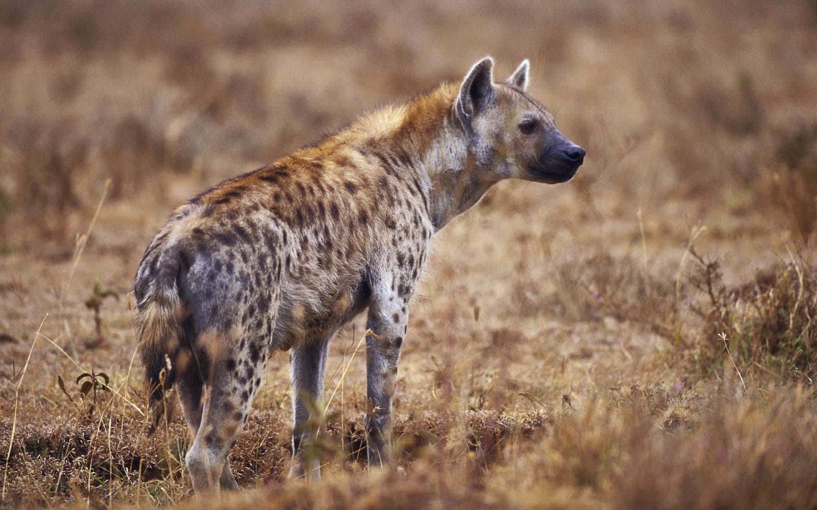 a hyena is standing in a field