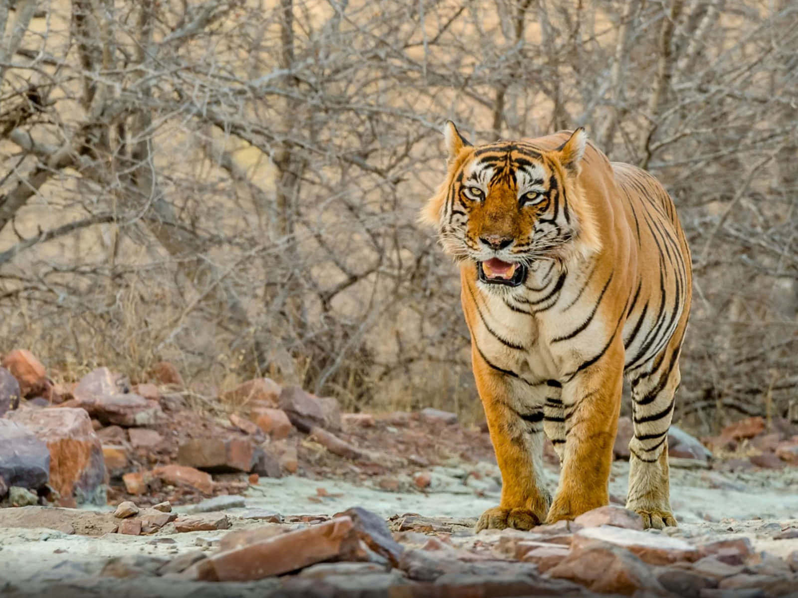 a tiger walking through the forest with rocks and trees