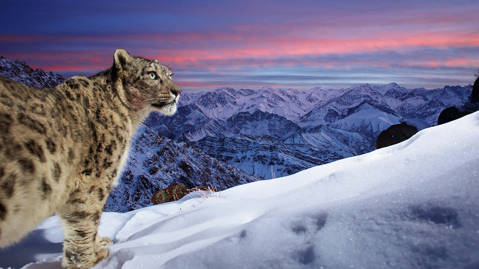 a snow leopard standing on top of a snowy mountain