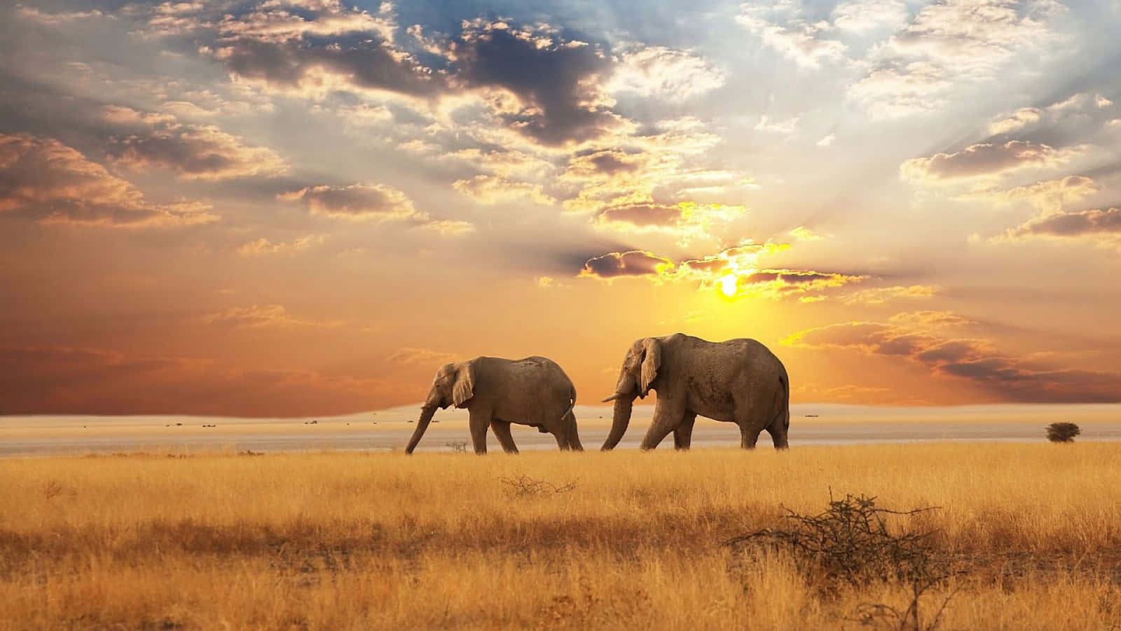 two elephants walking in the grass