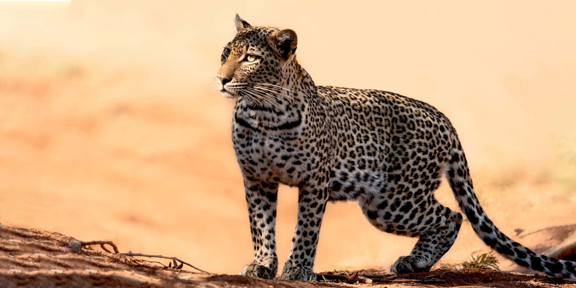 a leopard walking on a dirt road Wallpaper