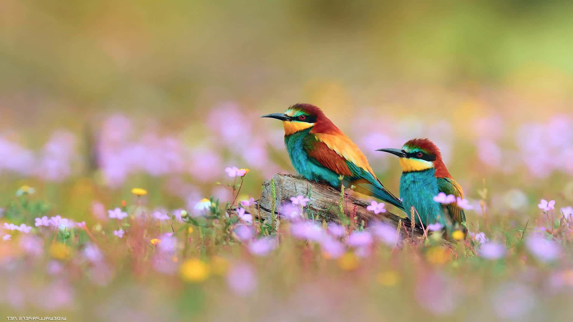 two colorful birds sitting on top of a log in a field