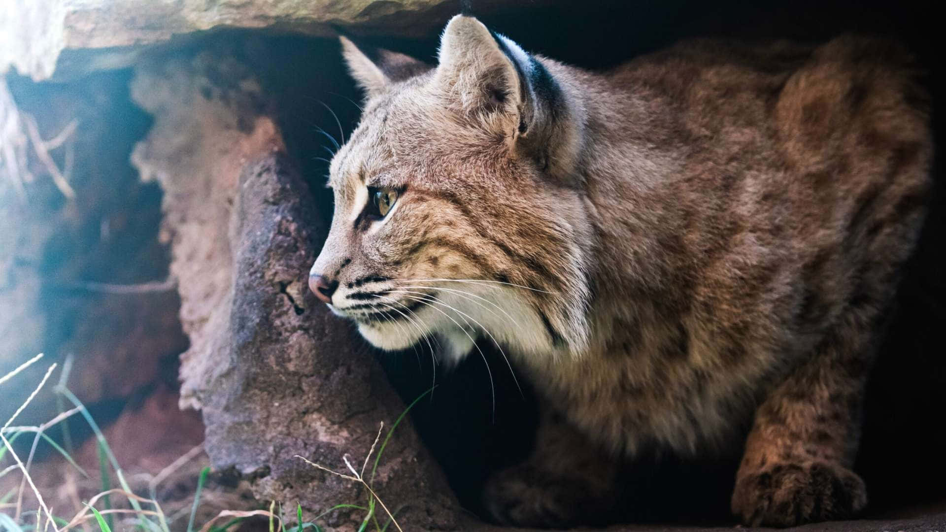 a lynx is standing in a cave
