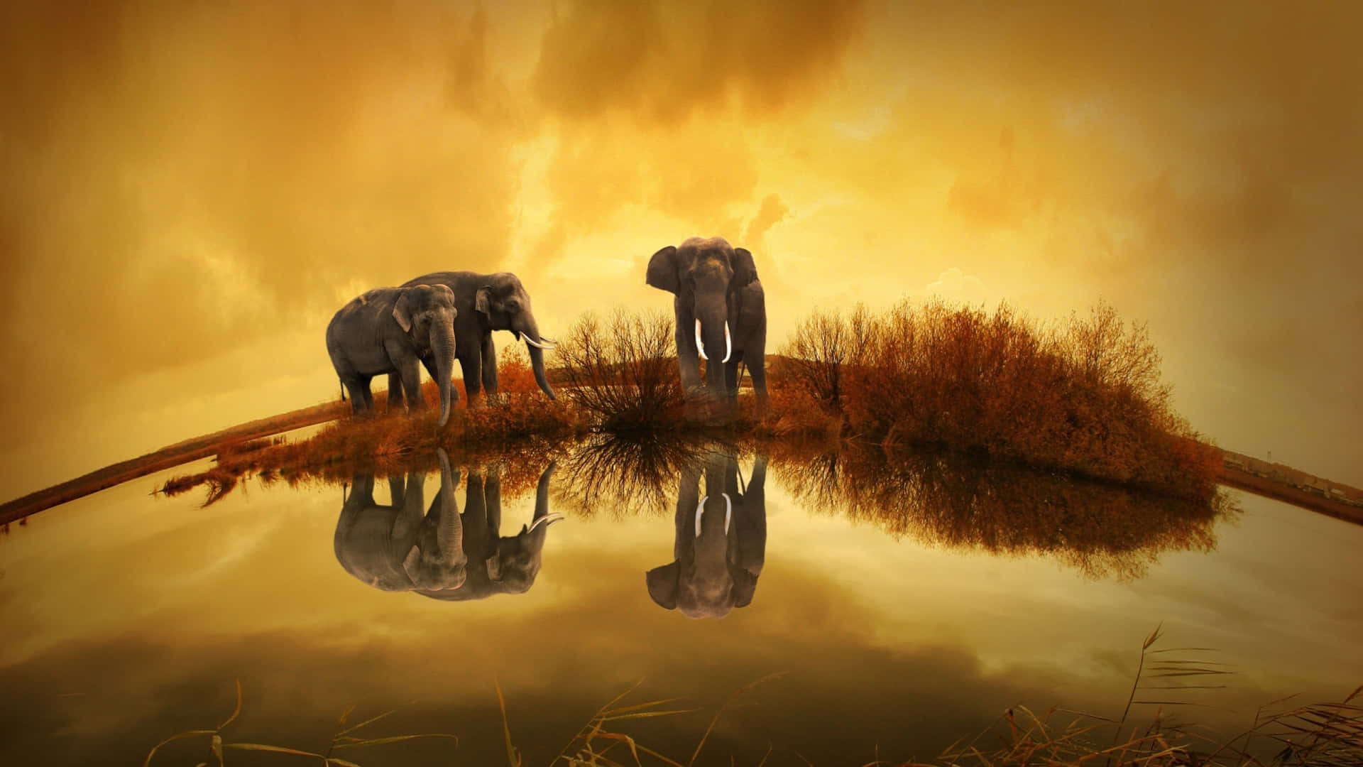 a large pond with elephants