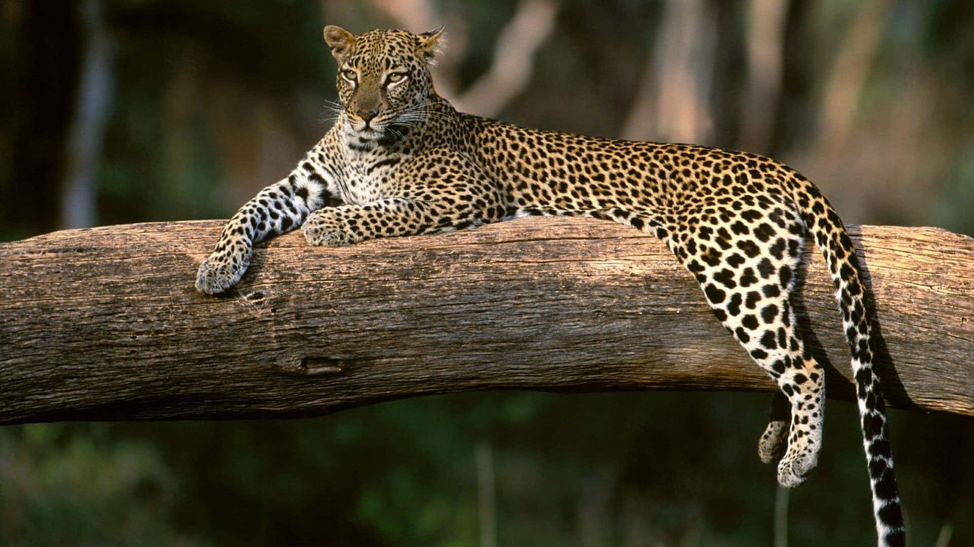 Leopardodescansando En Una Rama De Árbol