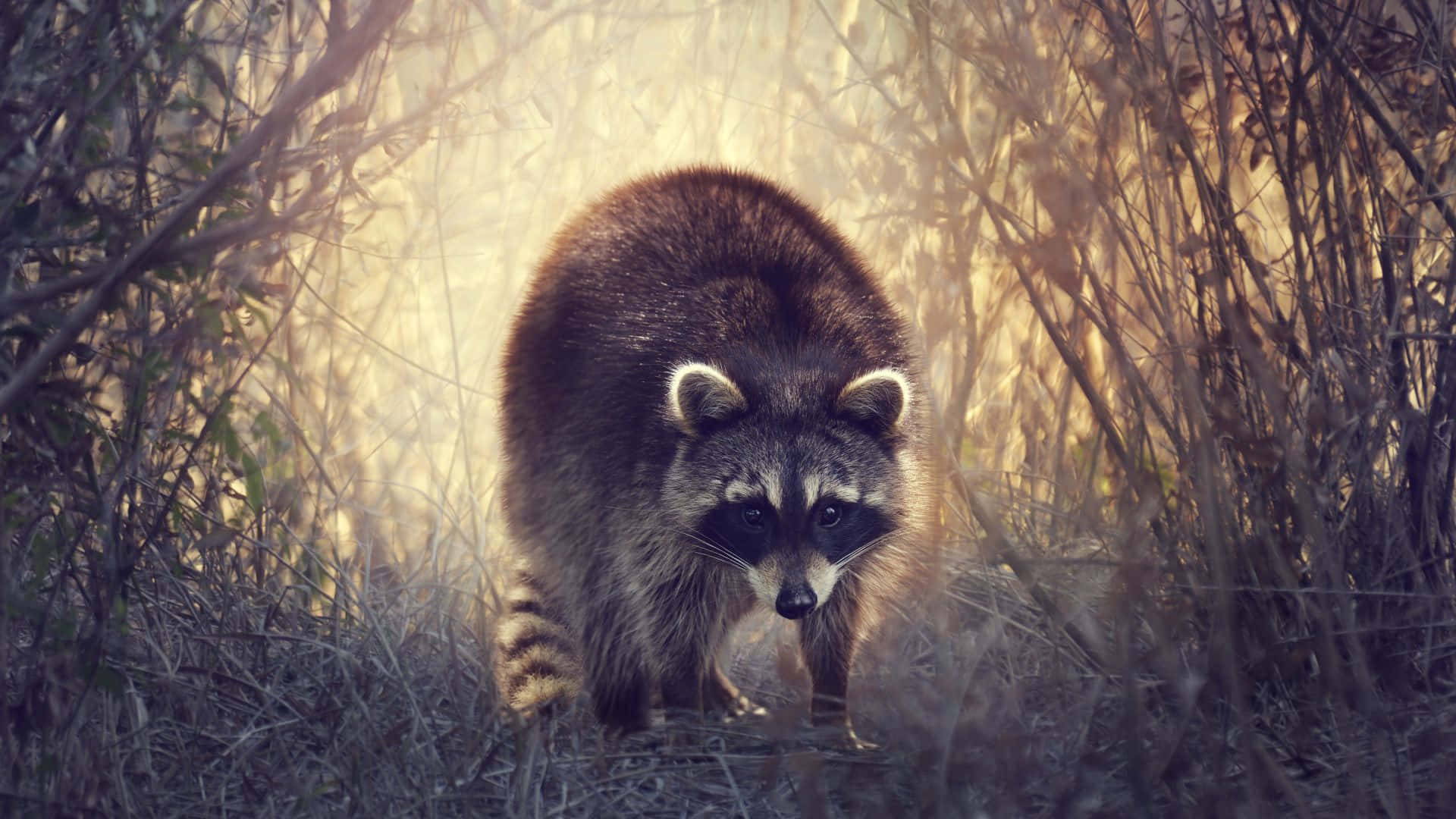 a raccoon walking through the woods at sunset