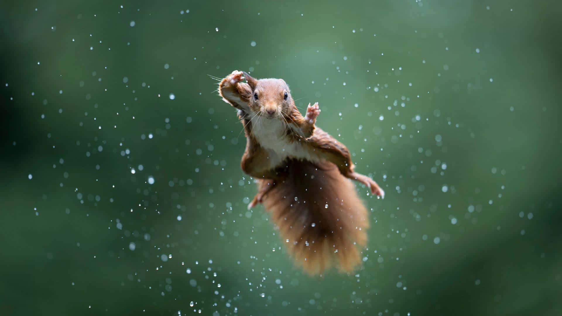 a squirrel jumping in the rain Wallpaper