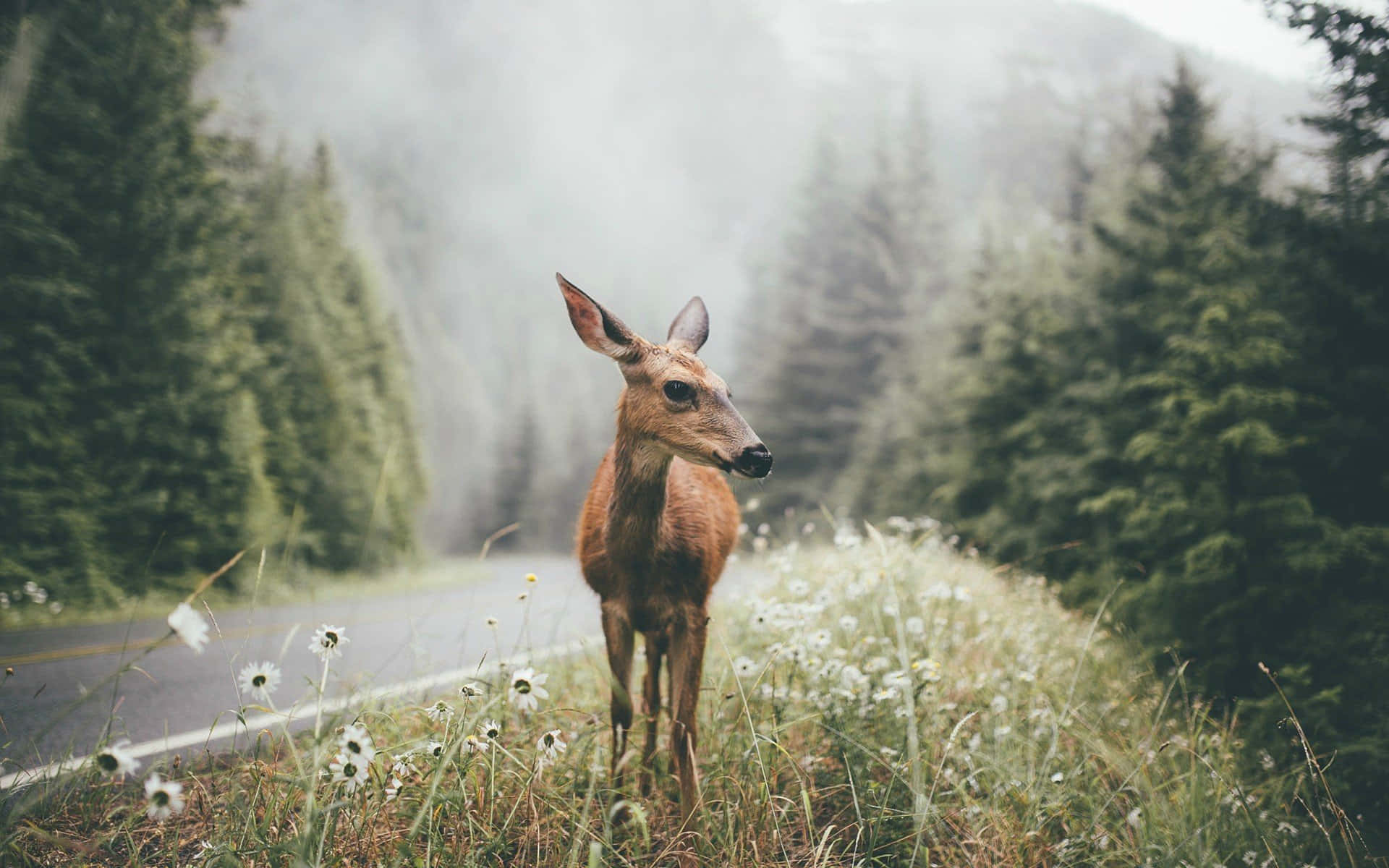 a deer is standing on the side of a road