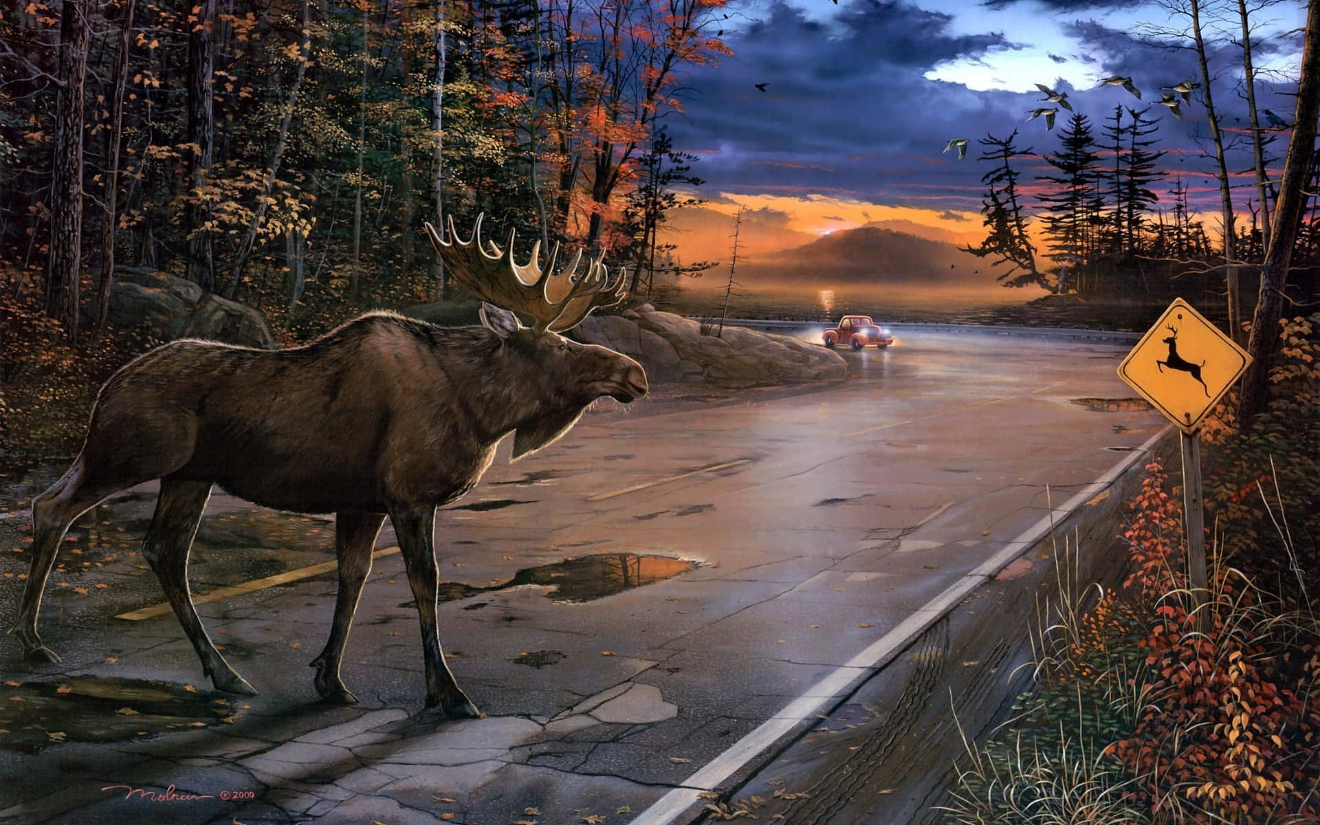 a moose standing on the road
