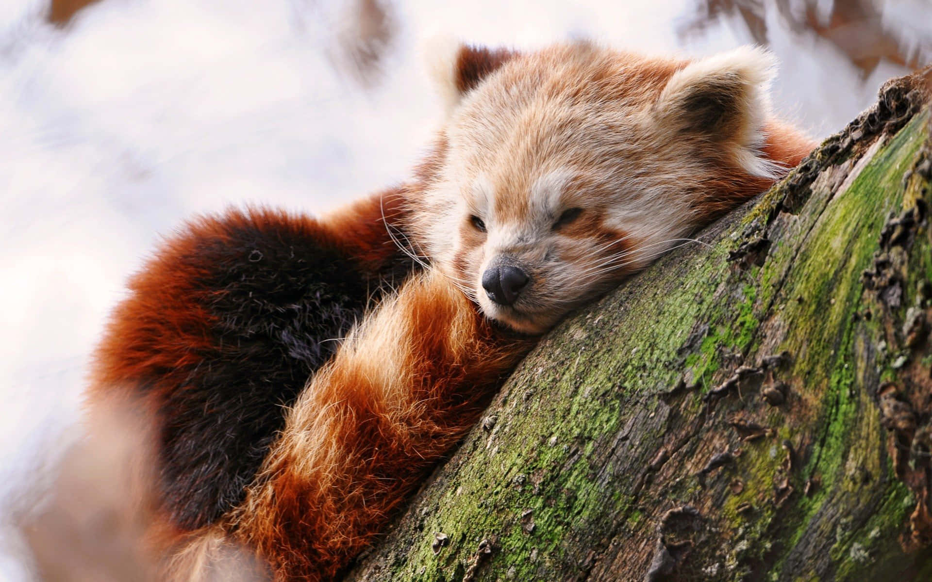 red panda sleeping on a tree branch