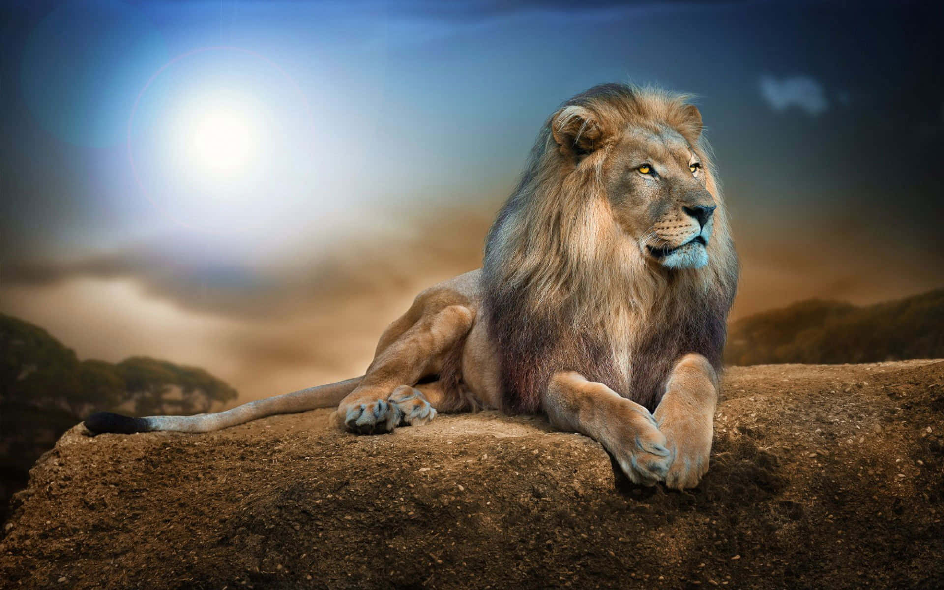 a lion is sitting on a rock with the sun behind him