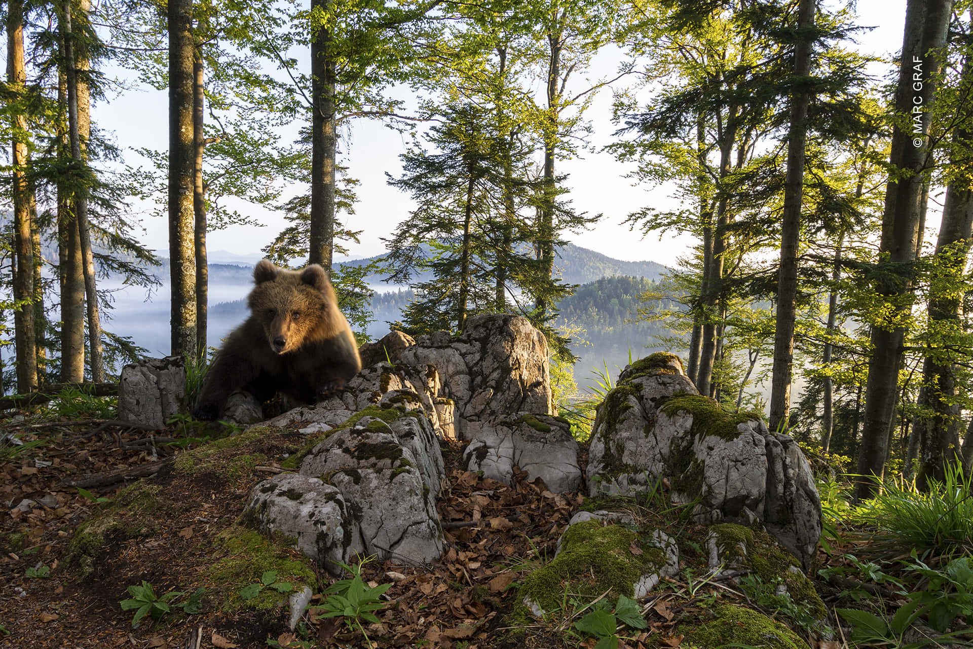 a brown bear is sitting on a rock in the forest