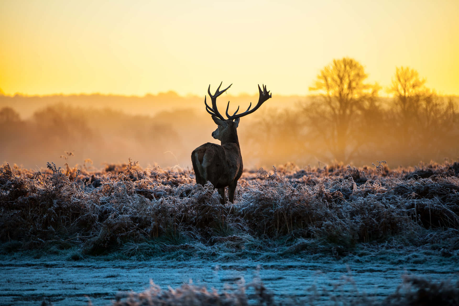 a deer stands in a field with frost on it