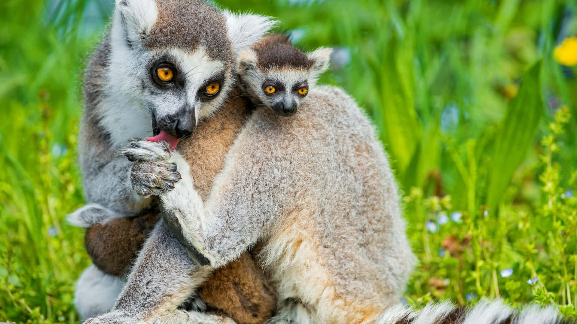 a ring tailed lemur is holding its baby Wallpaper