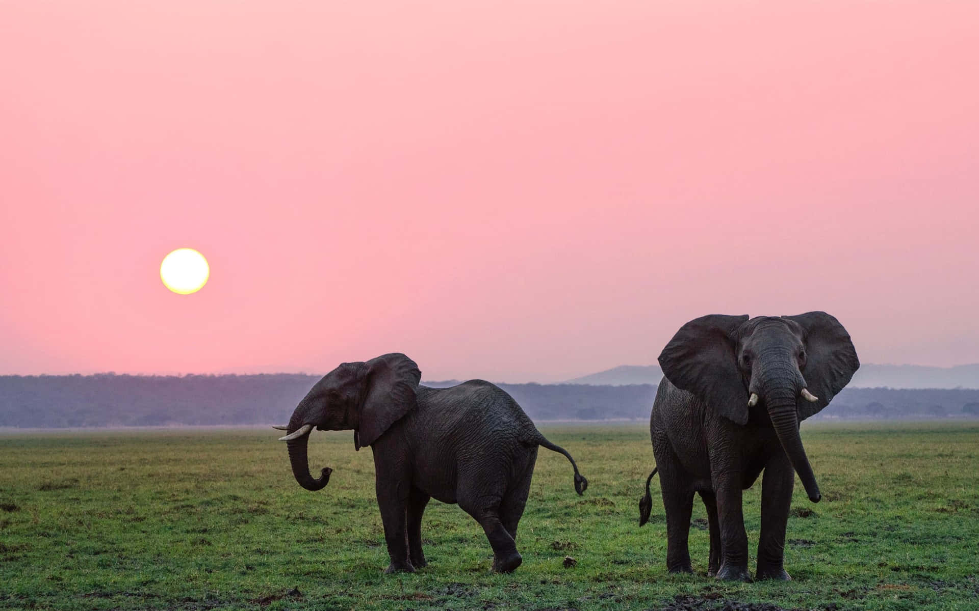 two elephants walking in the grass at sunset