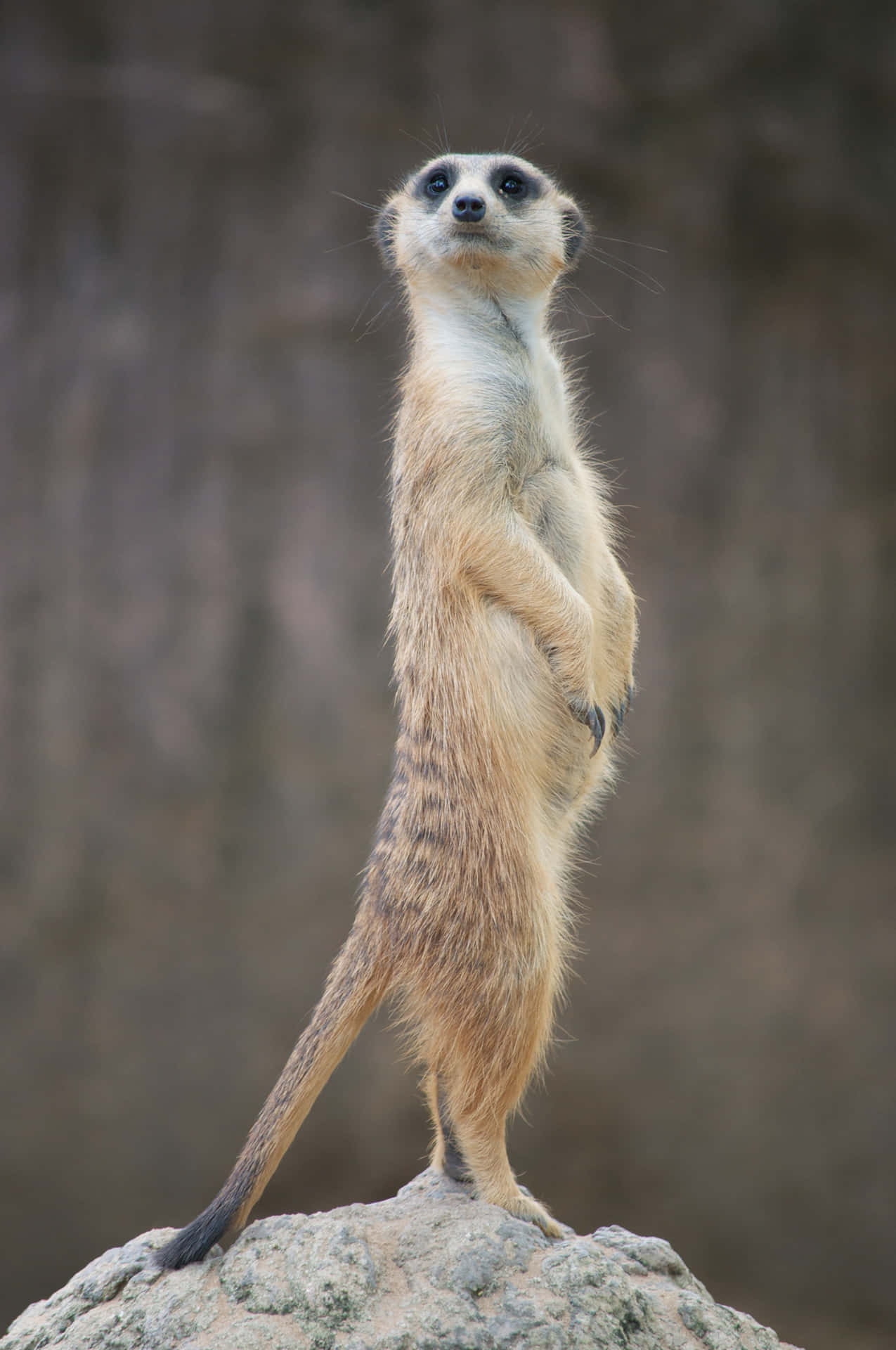 a meerkat standing on a rock