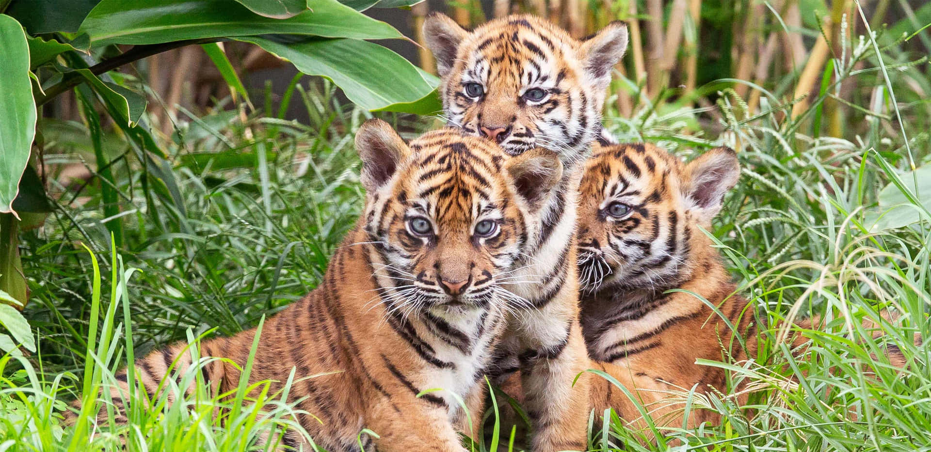 tiger cubs in the grass