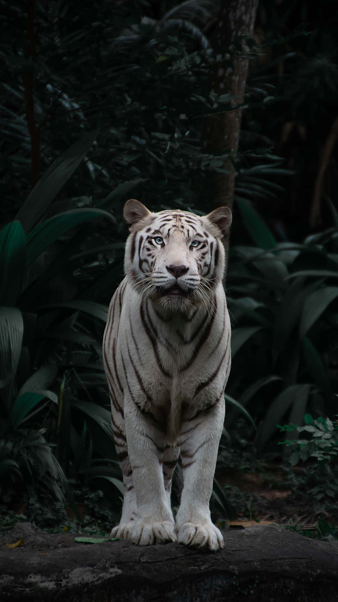 a tiger standing in the forest