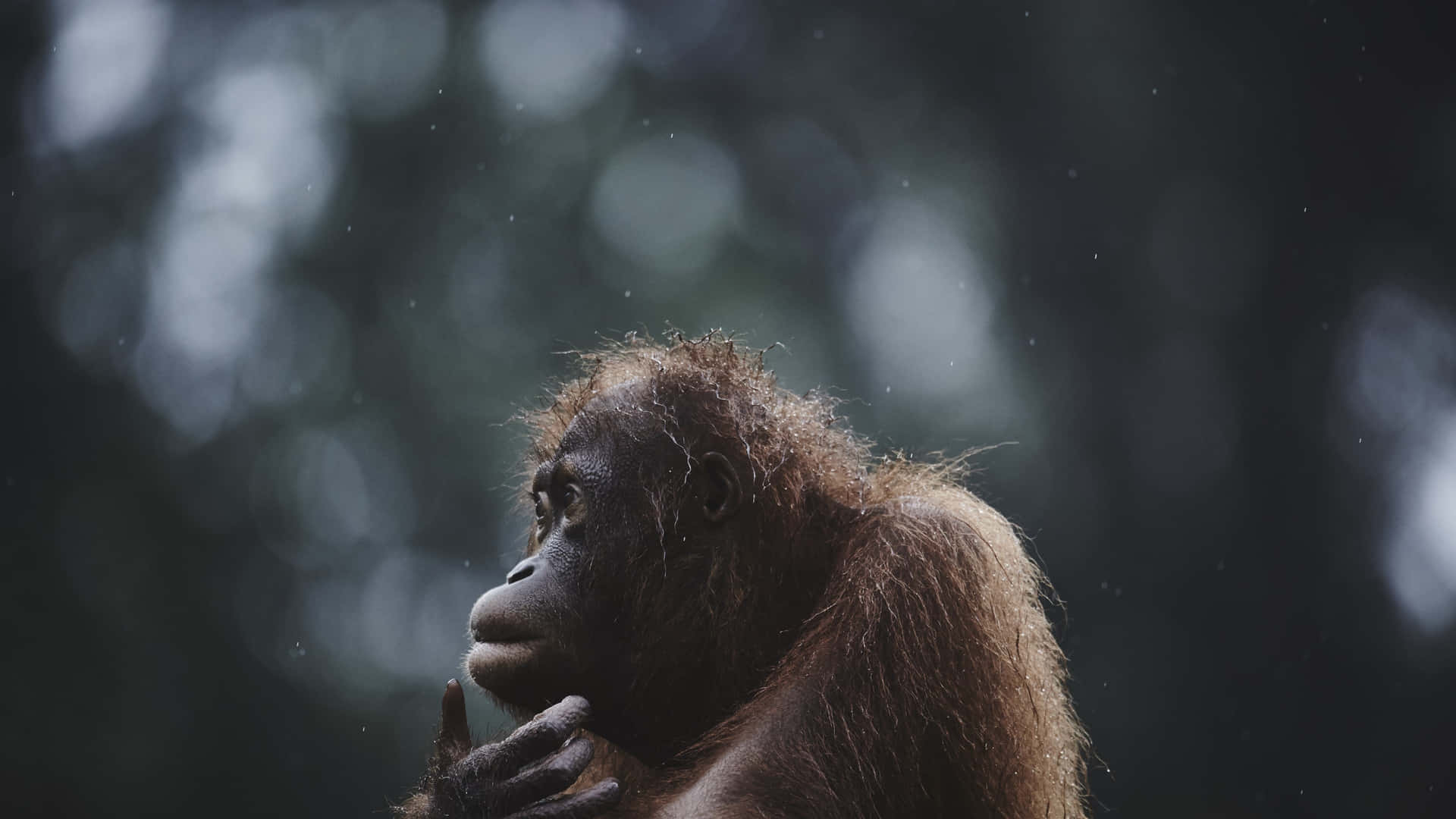 an orangutan is sitting in the rain