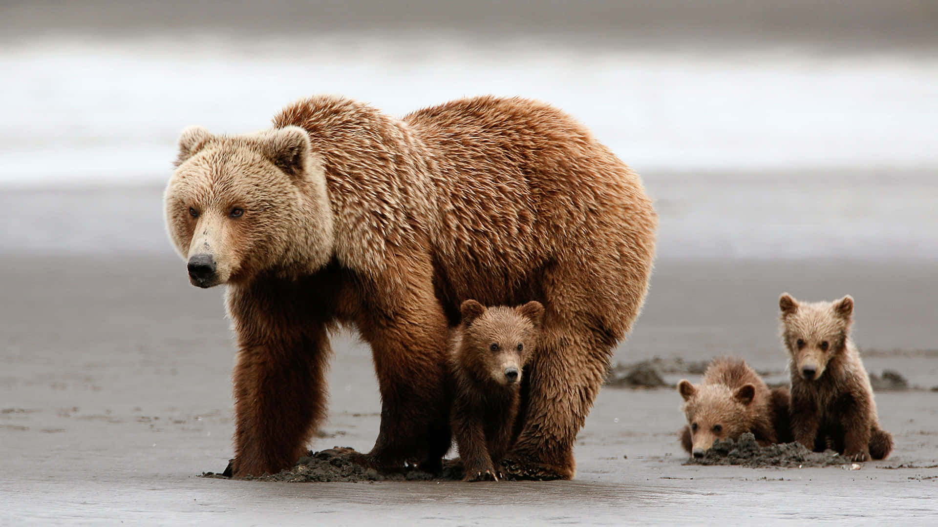 a brown bear with two cubs