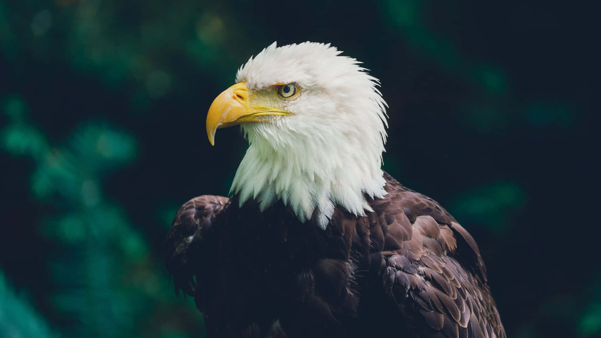a bald eagle is standing in the forest Wallpaper
