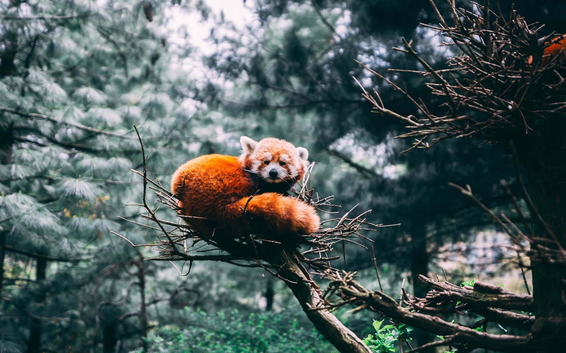 Enröd Panda Som Sitter På En Gren