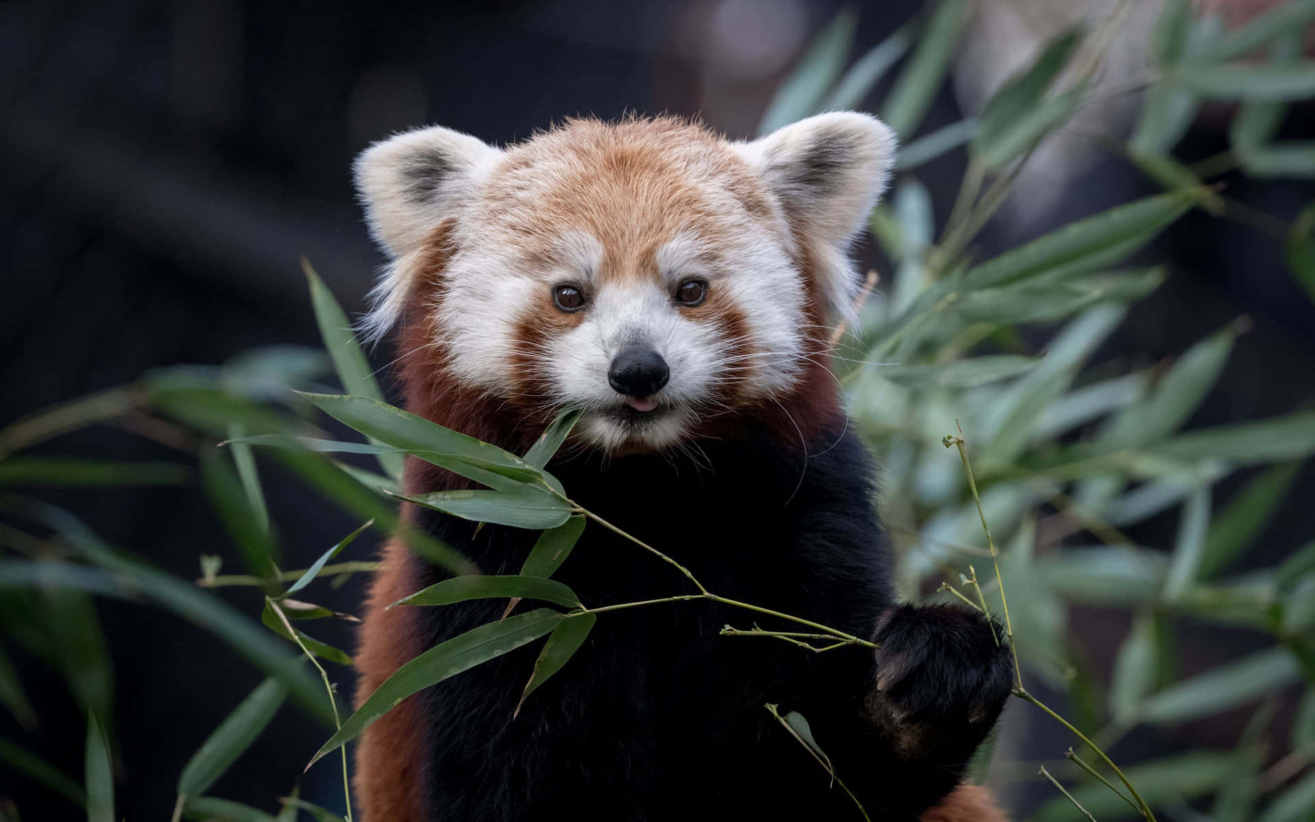a red panda is eating bamboo leaves