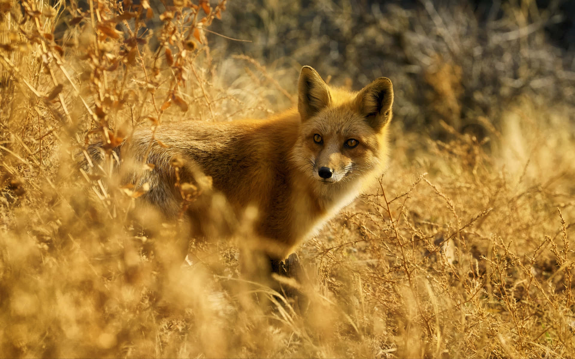 a red fox is standing in a field of dry grass
