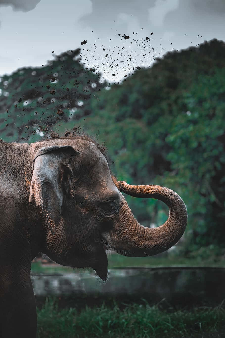 Ungrande Elefante Con Il Suo Proboscide Sollevato