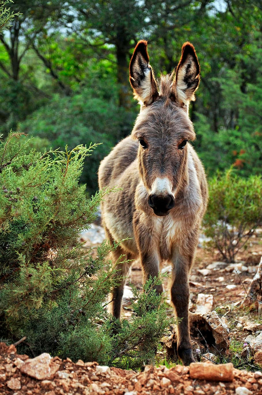 a donkey standing in the woods