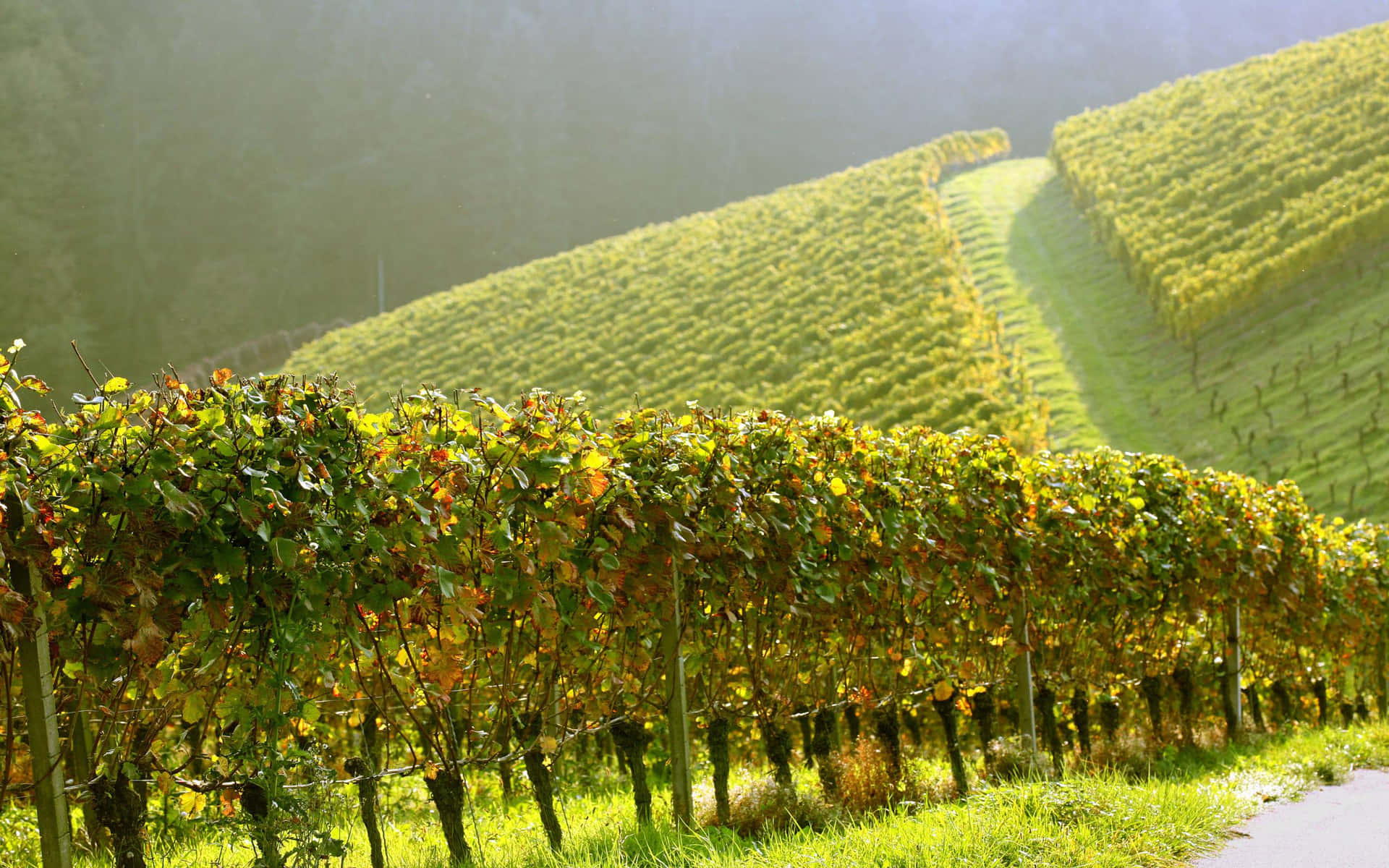 Willamette Valley Vineyard Wallpaper