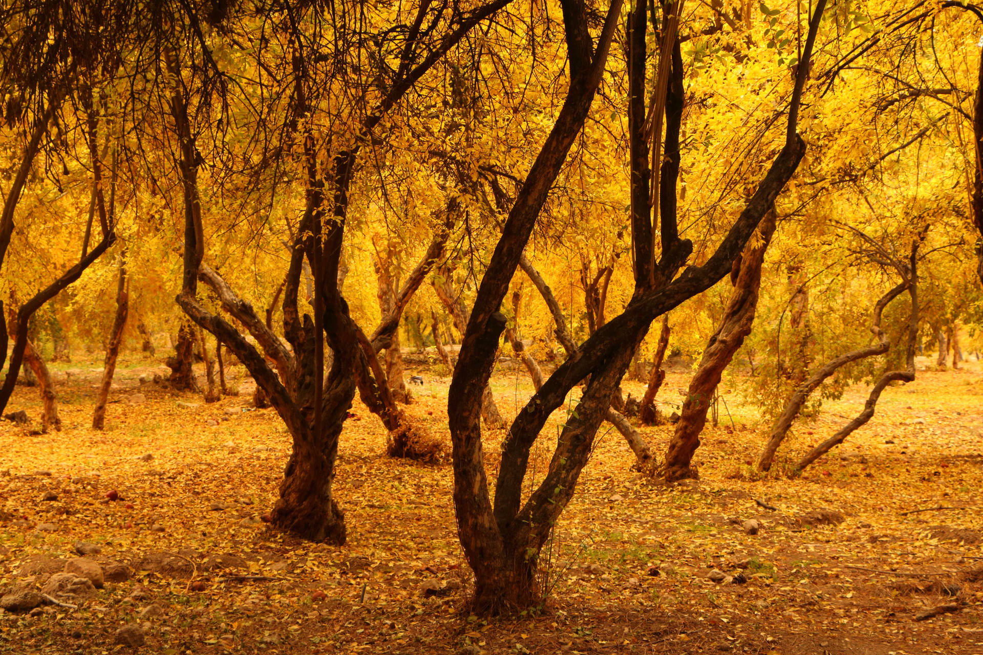 Willow Trees Fall Desktop Wallpaper