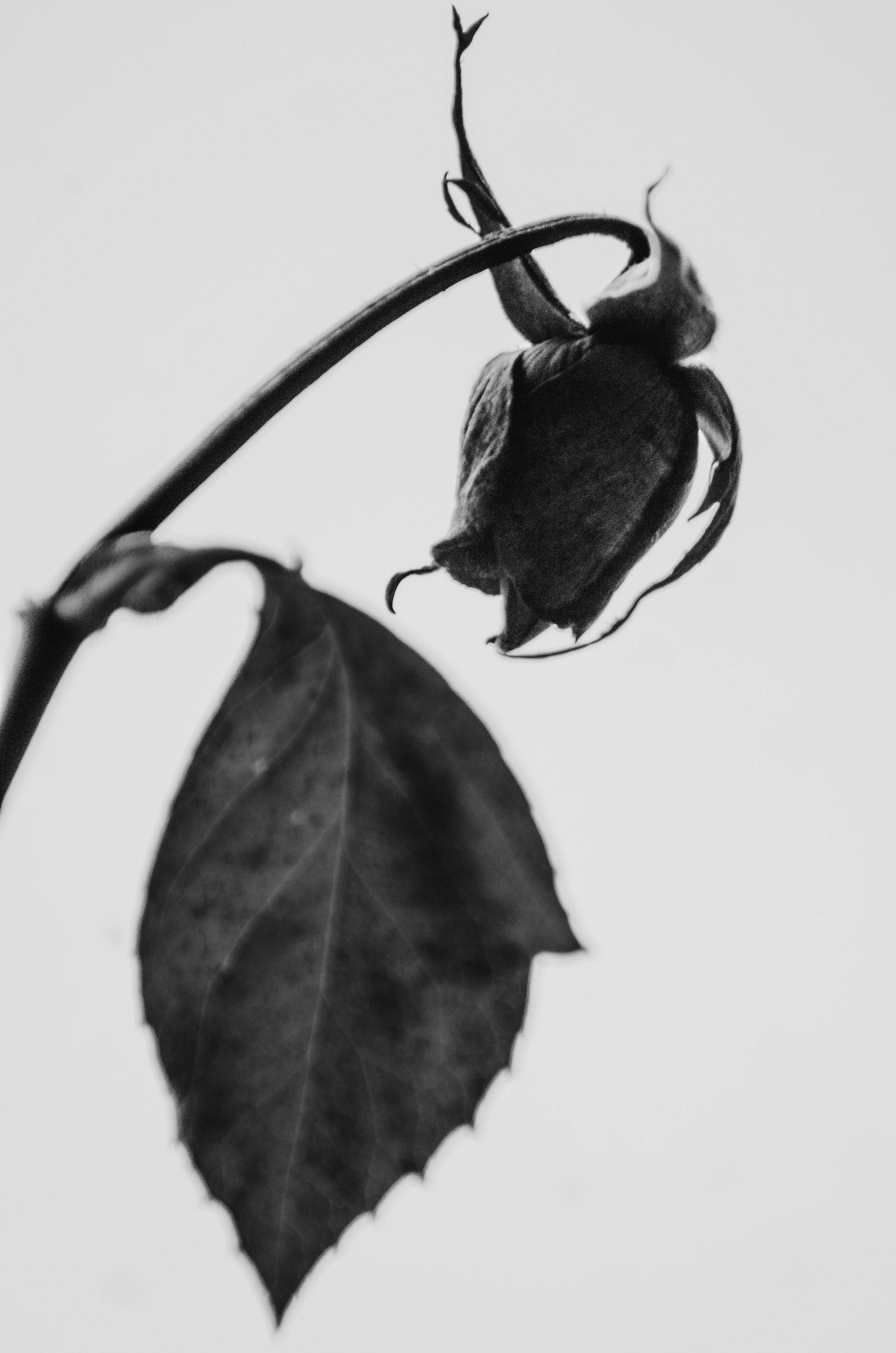 Wilted Black Rose iPhone Wallpaper
