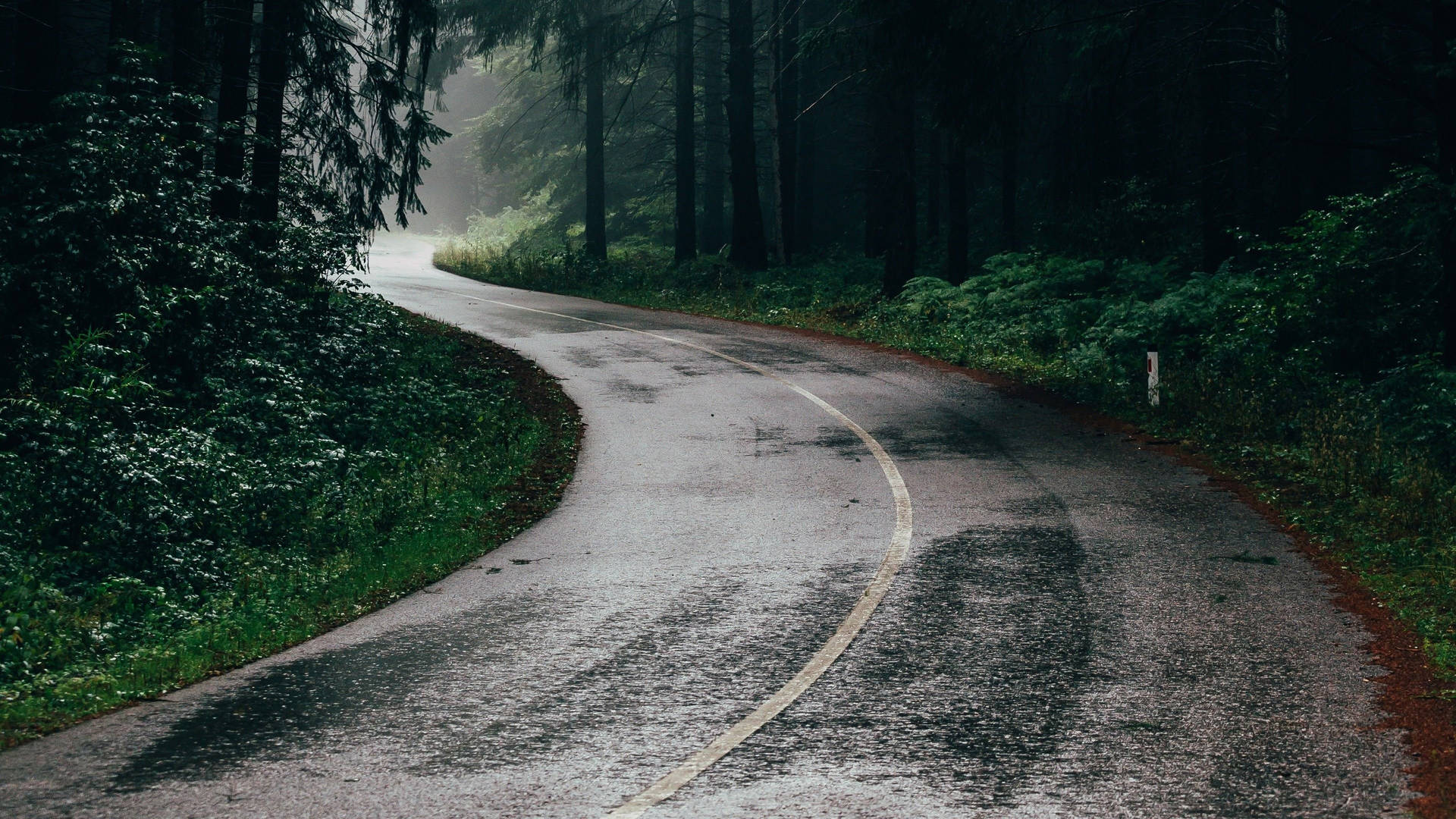 Winding Road Forest Background Wallpaper
