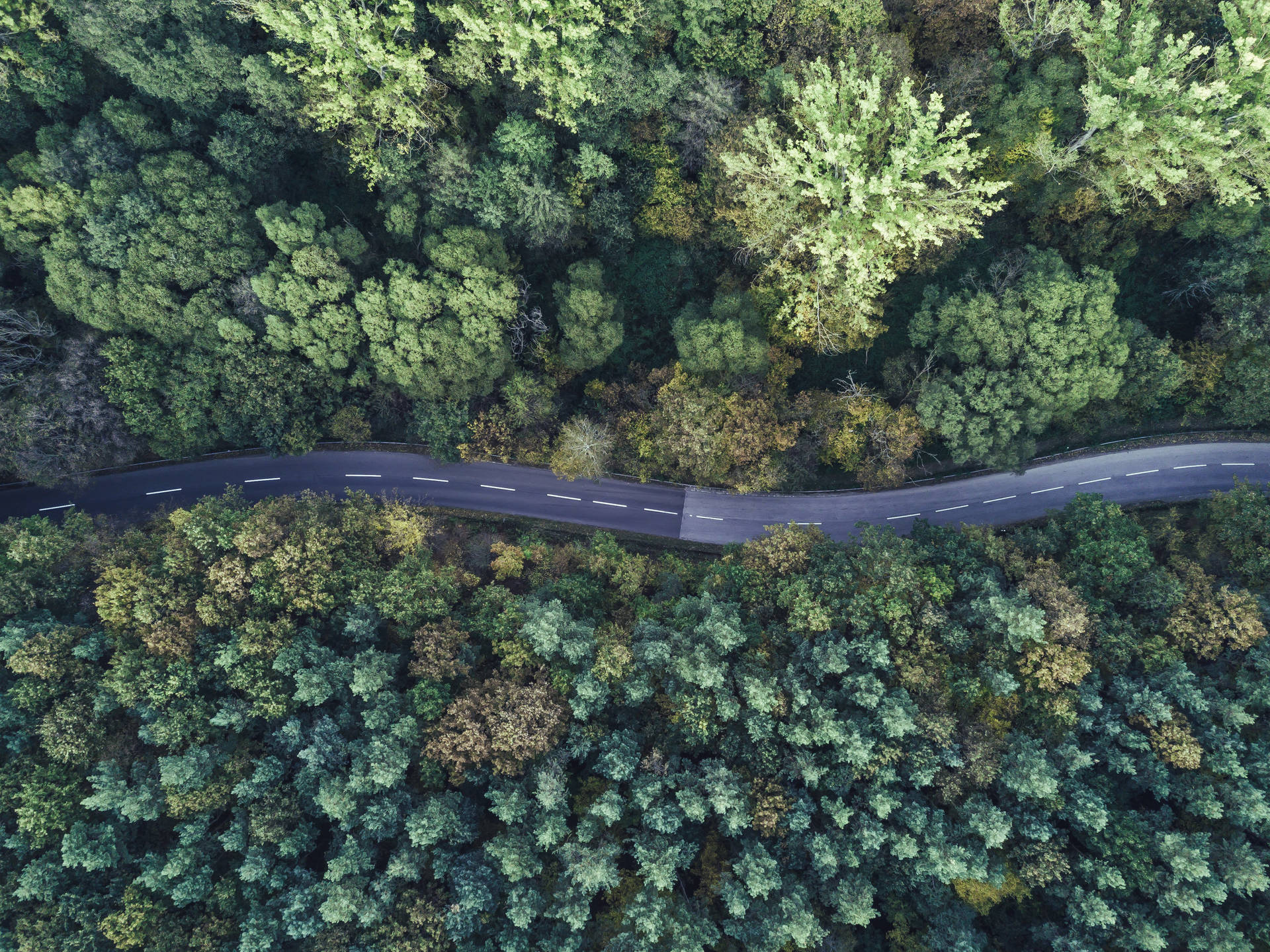 Winding Road In A Forest Mac OS Wallpaper