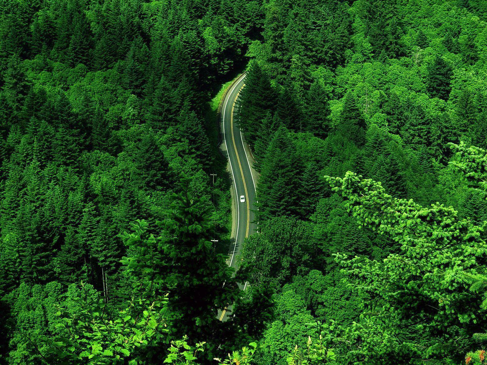 Winding Road Through The Greenery Wallpaper