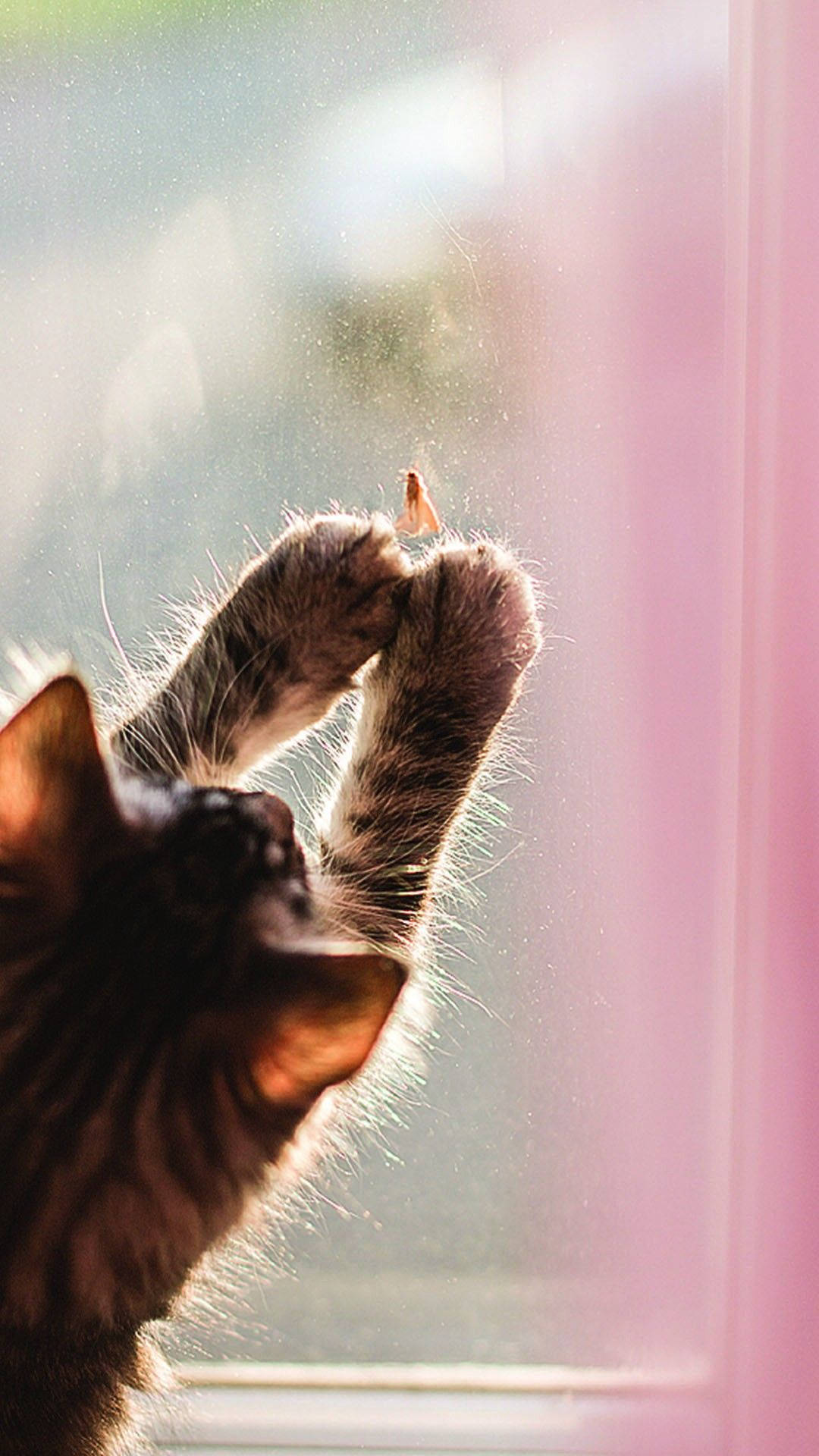 Window Glass With Playful Tabby Cat Iphone Background