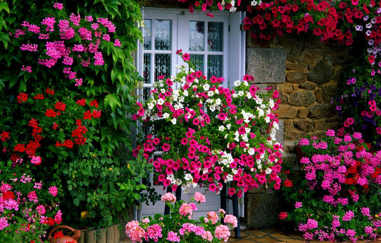 Window Pink Red White Flowers Wallpaper