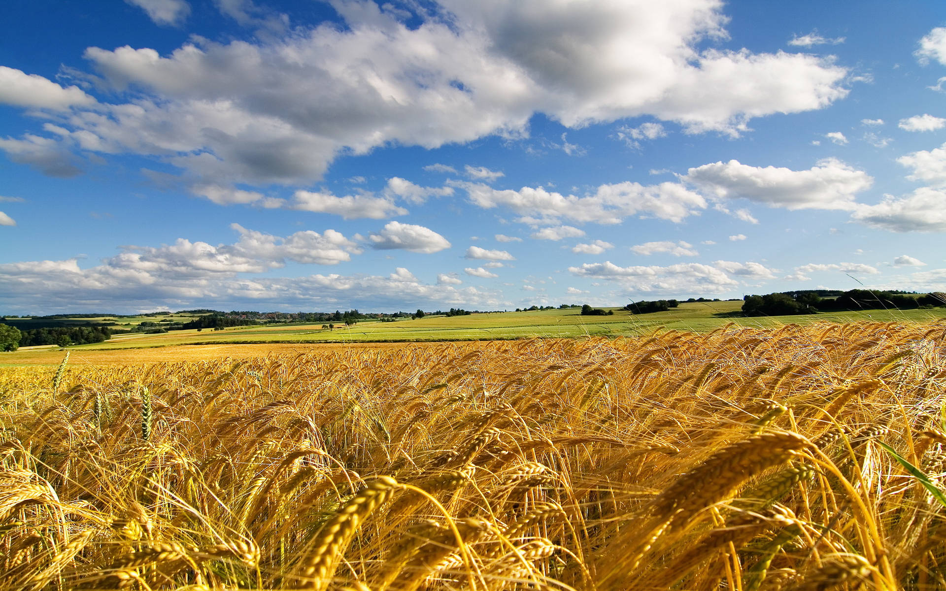 Windows 11 4k Wheat Field