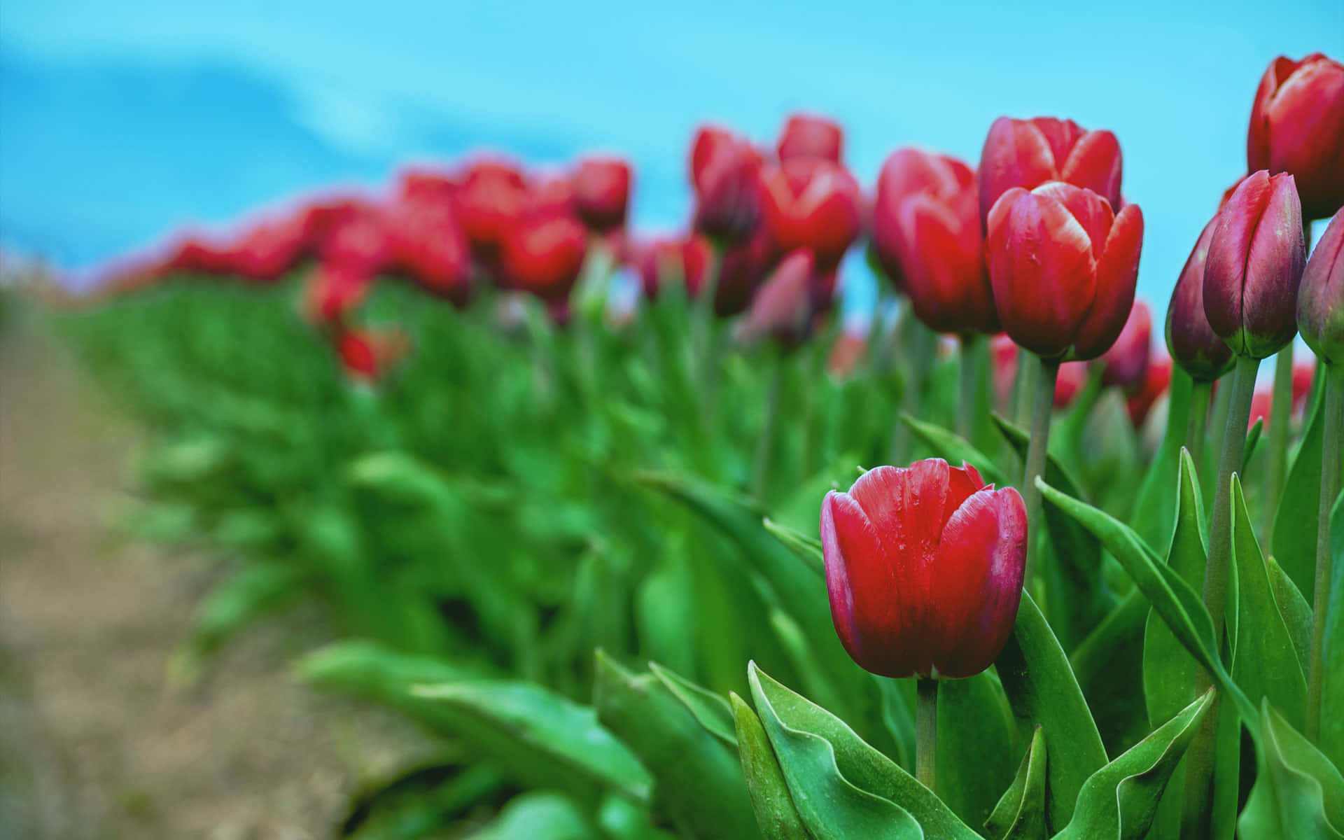 A Field Of Red Tulips In The Field