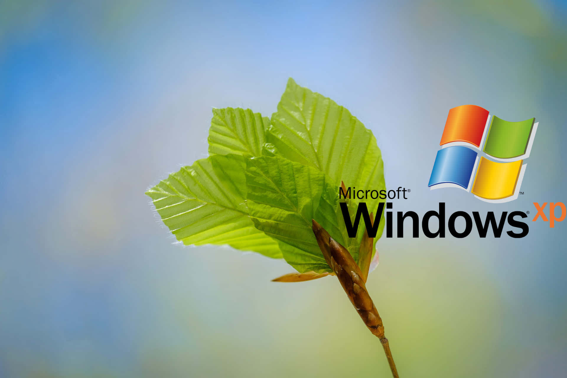 Windows Xp-logoet 2000 X 1333 Wallpaper