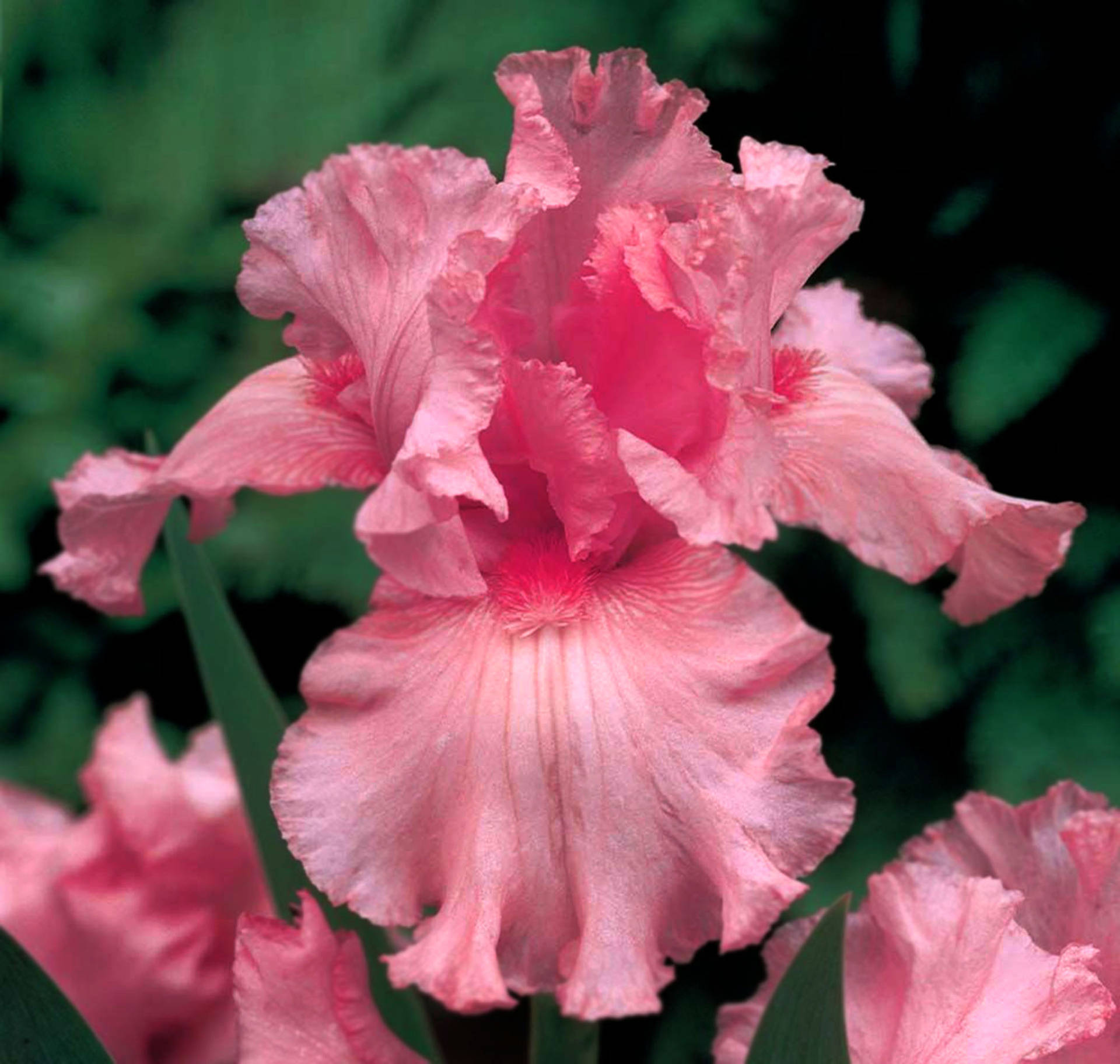Windsor Rose Iris Flower