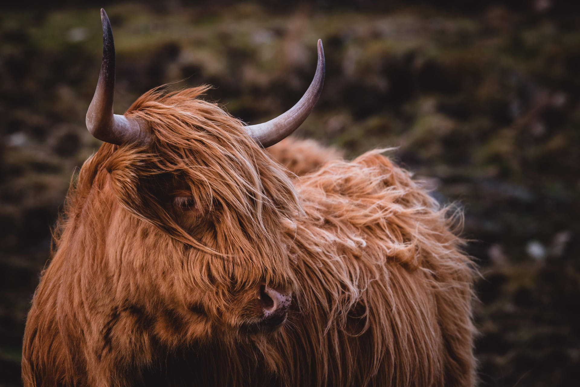 Windy Highland Cow Background