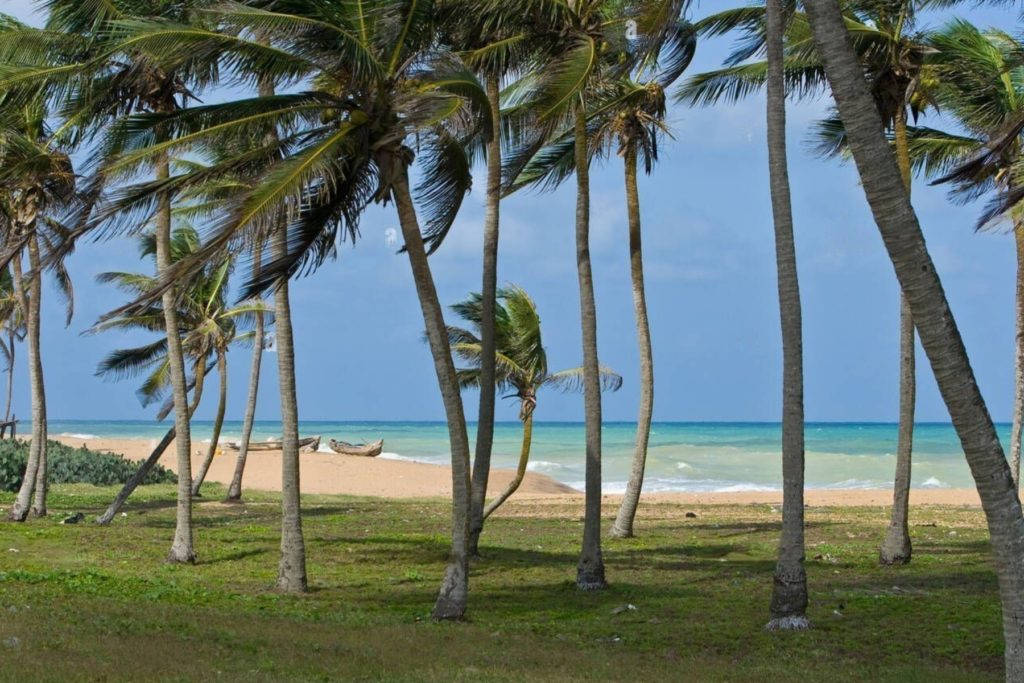 Windy Togo Coconut Trees Wallpaper
