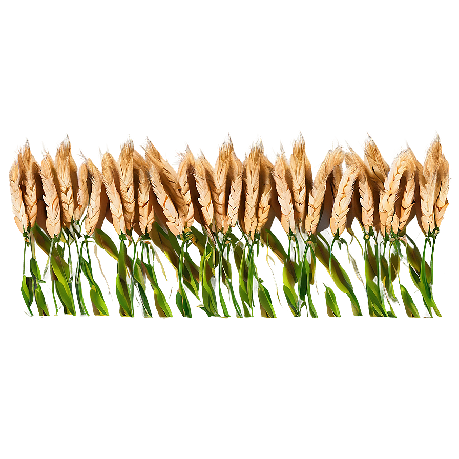 Windy Wheat Field Waves Png Yvh19 PNG